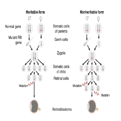 Heritable versus non-heritable genetic graphic